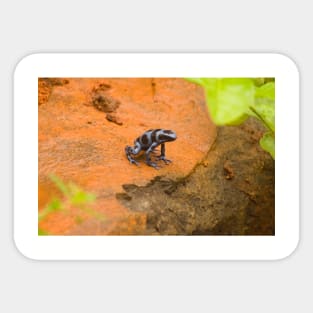 ola blue frog Sticker